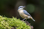 Eurasian nuthatch