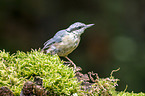 Eurasian nuthatch