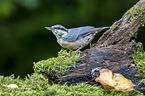 Eurasian nuthatch