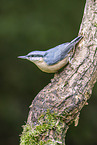 Eurasian nuthatch