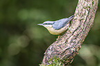 Eurasian nuthatch