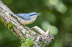 Eurasian nuthatch