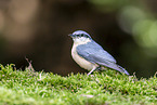 Eurasian nuthatch