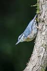 Eurasian nuthatch