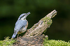 Eurasian nuthatch