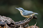 Eurasian nuthatch