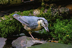 Eurasian nuthatch