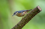 Eurasian nuthatch