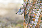 Eurasian nuthatch