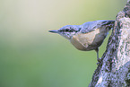 Eurasian nuthatch