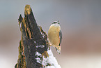 Eurasian nuthatch