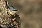 Eurasian nuthatch