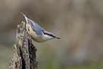 Eurasian nuthatch