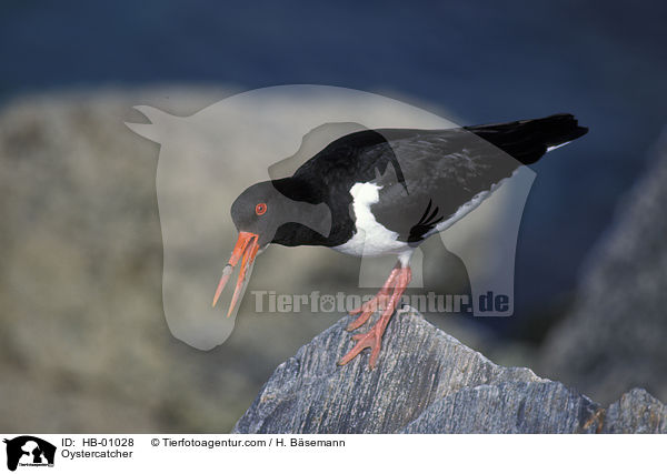 Oystercatcher / HB-01028