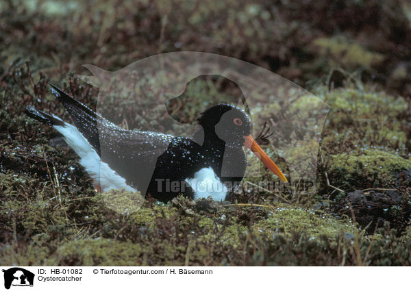 Oystercatcher / HB-01082