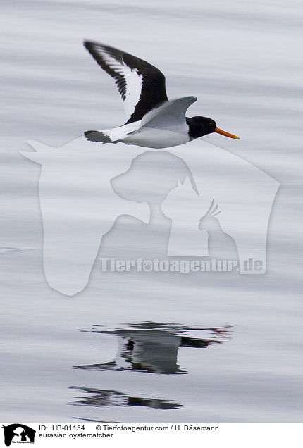 Austernfischer / eurasian oystercatcher / HB-01154