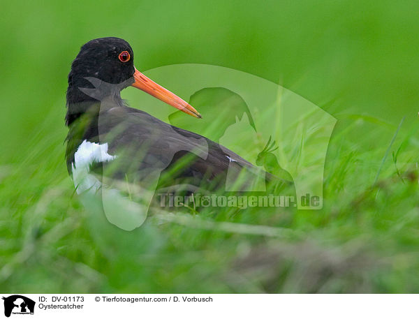 Austernfischer / Oystercatcher / DV-01173