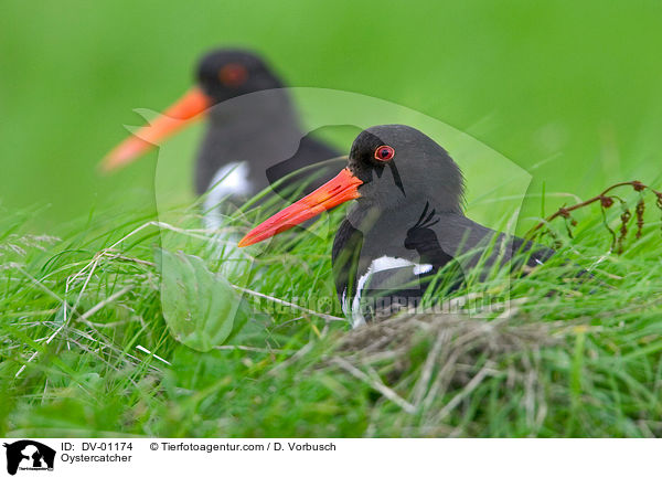 Oystercatcher / DV-01174