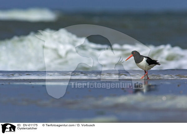 Oystercatcher / DV-01175