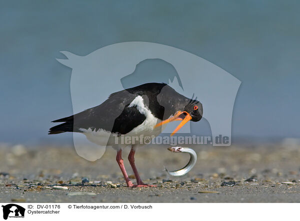 Oystercatcher / DV-01176