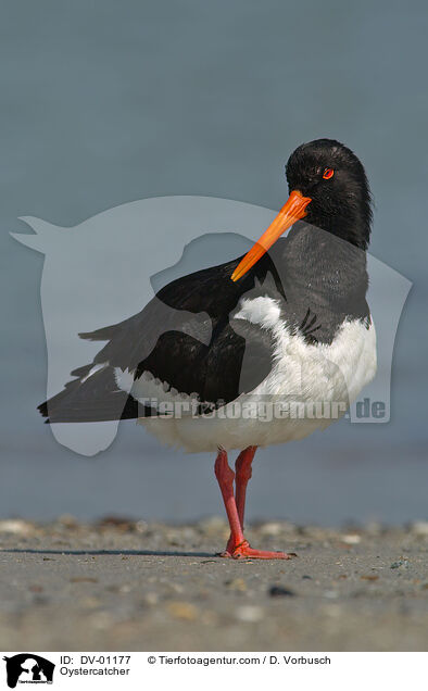 Oystercatcher / DV-01177