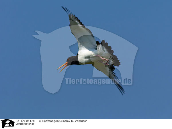 Austernfischer / Oystercatcher / DV-01178