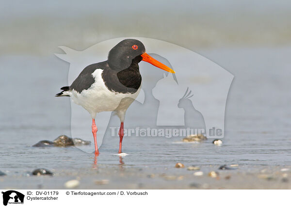 Oystercatcher / DV-01179