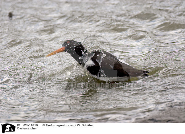 Oystercatcher / WS-01810