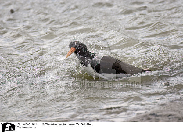 Austernfischer / Oystercatcher / WS-01811