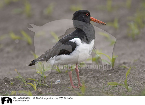 Austernfischer / Oystercatcher / WS-01813