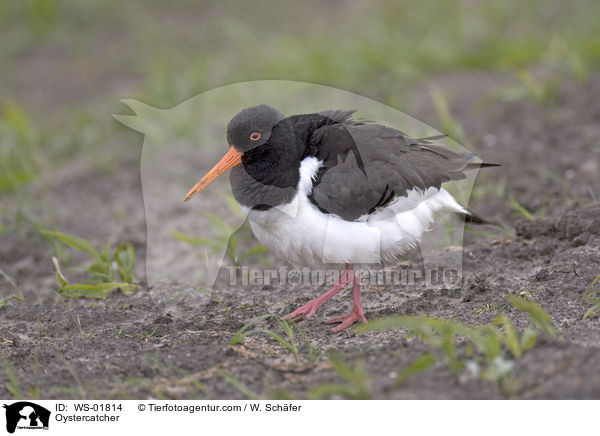 Austernfischer / Oystercatcher / WS-01814