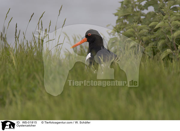 Austernfischer / Oystercatcher / WS-01815