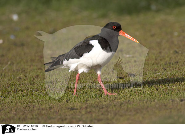 Oystercatcher / WS-01816