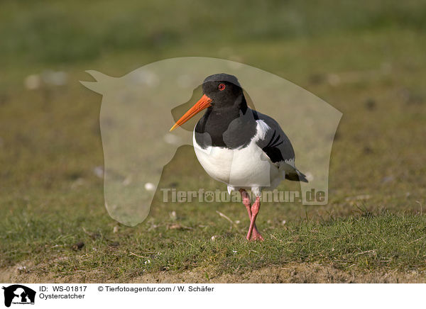 Austernfischer / Oystercatcher / WS-01817