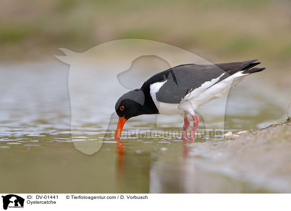 Austerfischer auf Nahrungssuche / Oystercatche / DV-01441