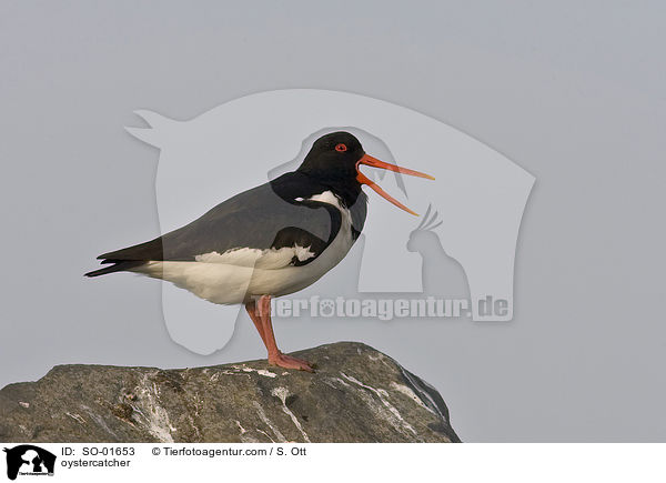 Austernfischer / oystercatcher / SO-01653