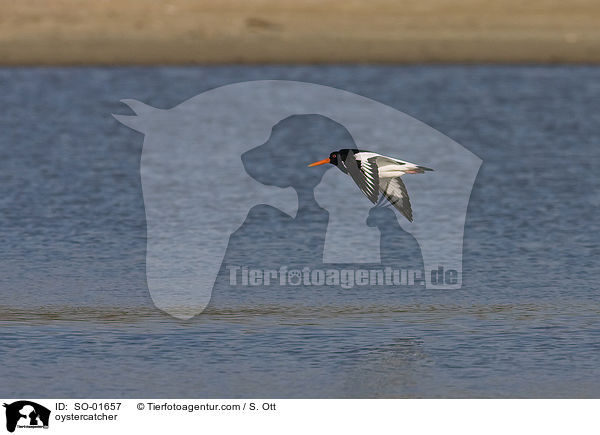 oystercatcher / SO-01657