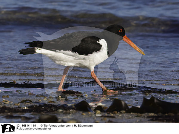 Palaearctic oystercatcher / HB-01419
