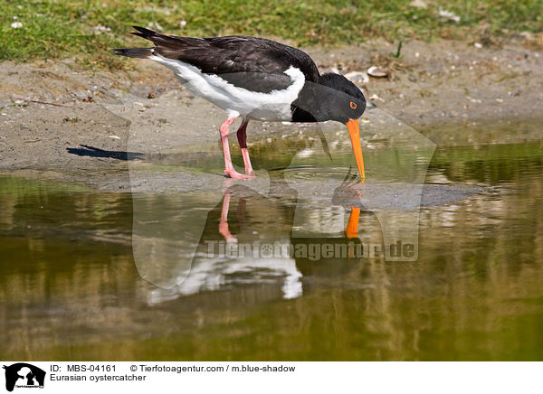 Austernfischer / Eurasian oystercatcher / MBS-04161