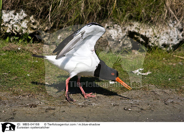 Eurasian oystercatcher / MBS-04168