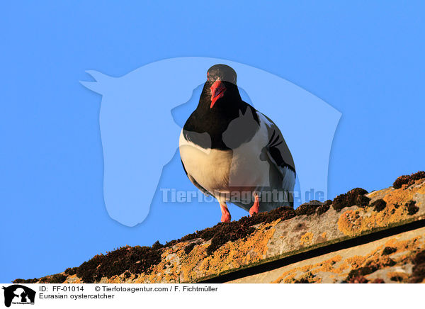 Eurasian oystercatcher / FF-01014