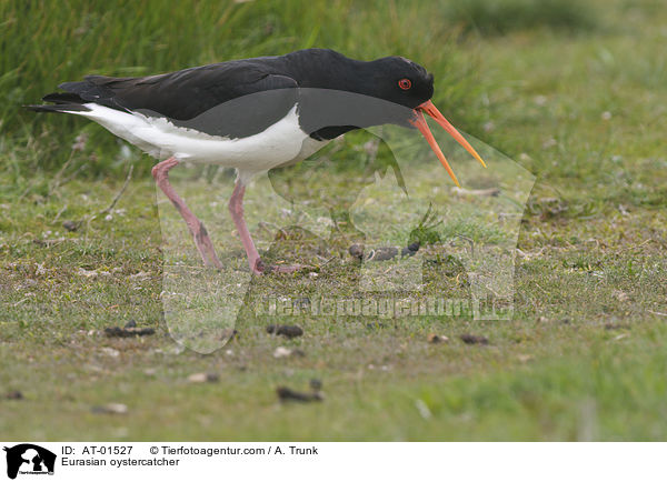 Austernfischer / Eurasian oystercatcher / AT-01527