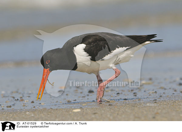 Eurasian oystercatcher / AT-01529