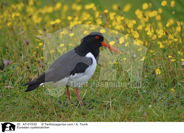 Eurasian oystercatcher / AT-01530