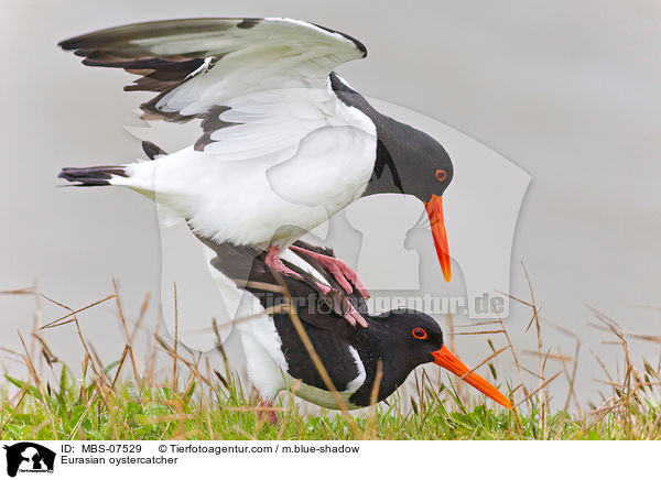 Eurasian oystercatcher / MBS-07529