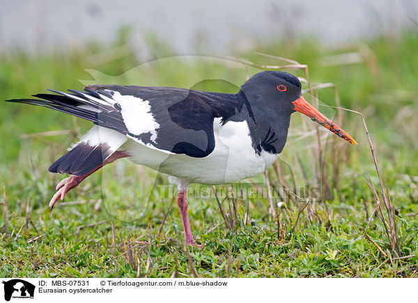 Eurasian oystercatcher / MBS-07531
