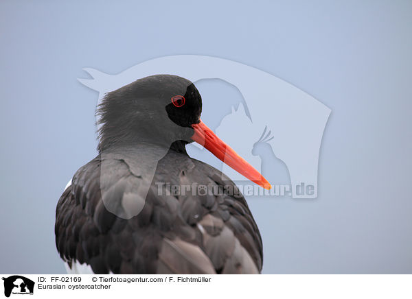 Eurasian oystercatcher / FF-02169