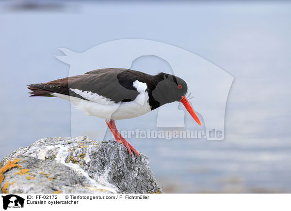 Eurasian oystercatcher / FF-02172