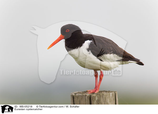 Eurasian oystercatcher / WS-05218