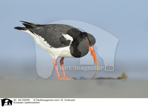 Eurasian oystercatcher / DV-02655